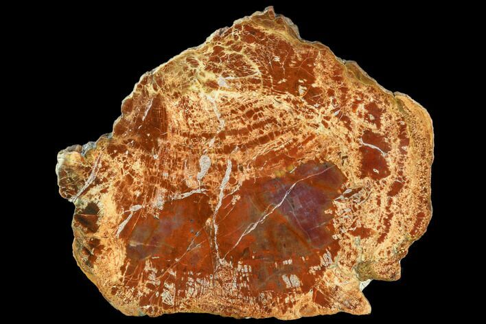 Brilliant, Polished Red Petrified Wood Slab - Arizona #104923